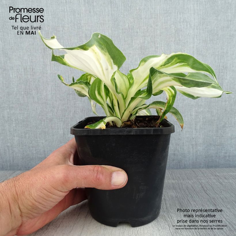 Spécimen de Hosta Enterprise Pot de 1,5L/2L tel que livré au printemps