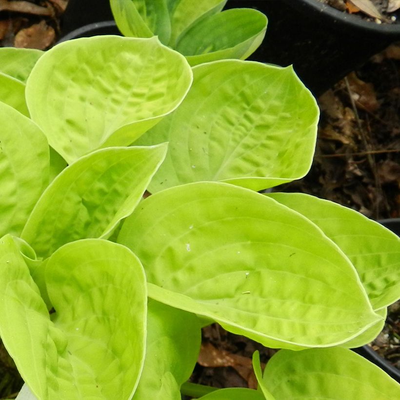 Hosta Eye Catcher (Feuillage)