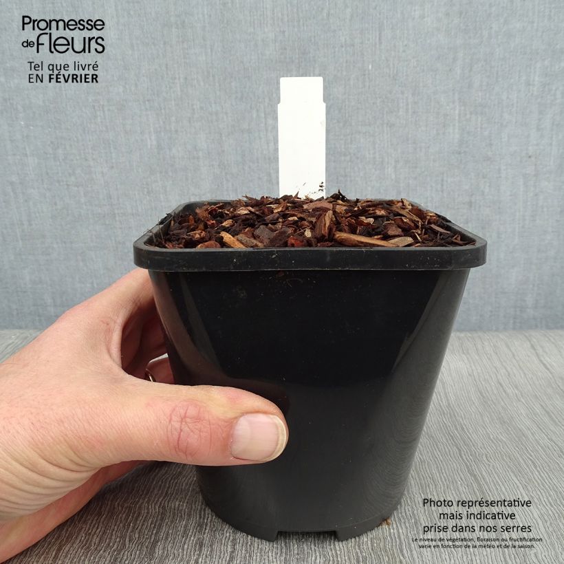 Spécimen de Hosta Eye Catcher Pot de 1,5L/2L tel que livré en hiver