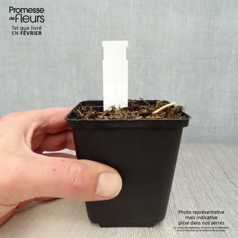 Spécimen de Hosta Fire and Ice Godet de 8/9 cm tel que livré en hiver