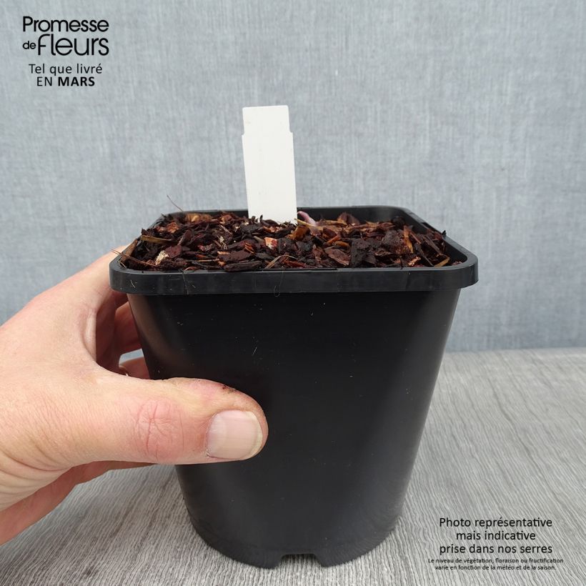 Spécimen de Hosta First Blush Pot de 1,5L/2L tel que livré en hiver