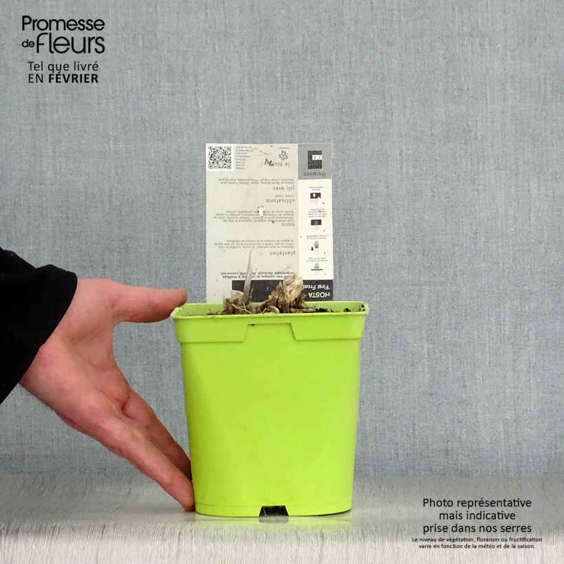 Spécimen de Hosta First Frost Pot de 2L/3L tel que livré en hiver