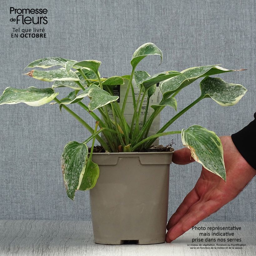 Spécimen de Hosta First Frost Pot de 2L/3L tel que livré en automne
