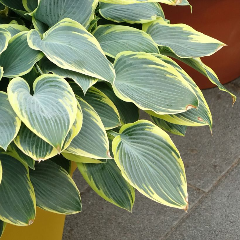Hosta First Frost (Port)