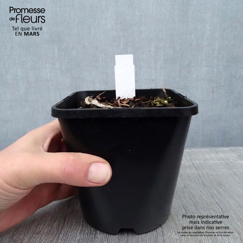 Spécimen de Hosta Forbidden Fruit Pot de 1,5L/2L tel que livré en hiver