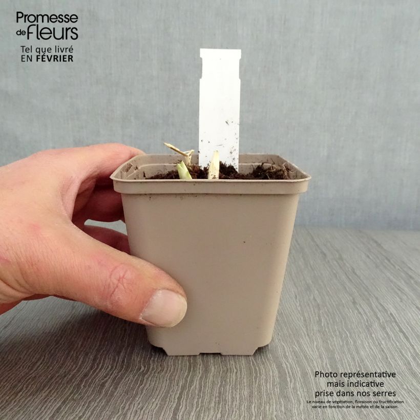 Spécimen de Hosta Fragrant Blue Godet de 8/9 cm tel que livré en hiver