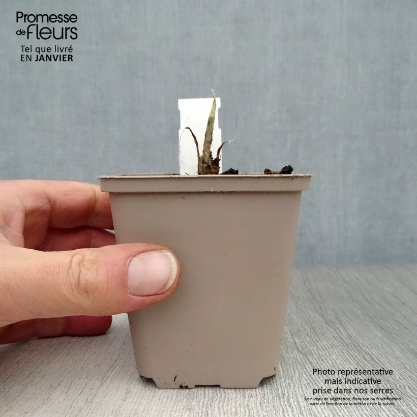 Spécimen de Hosta Fragrant Bouquet Godet de 8/9 cm tel que livré en hiver