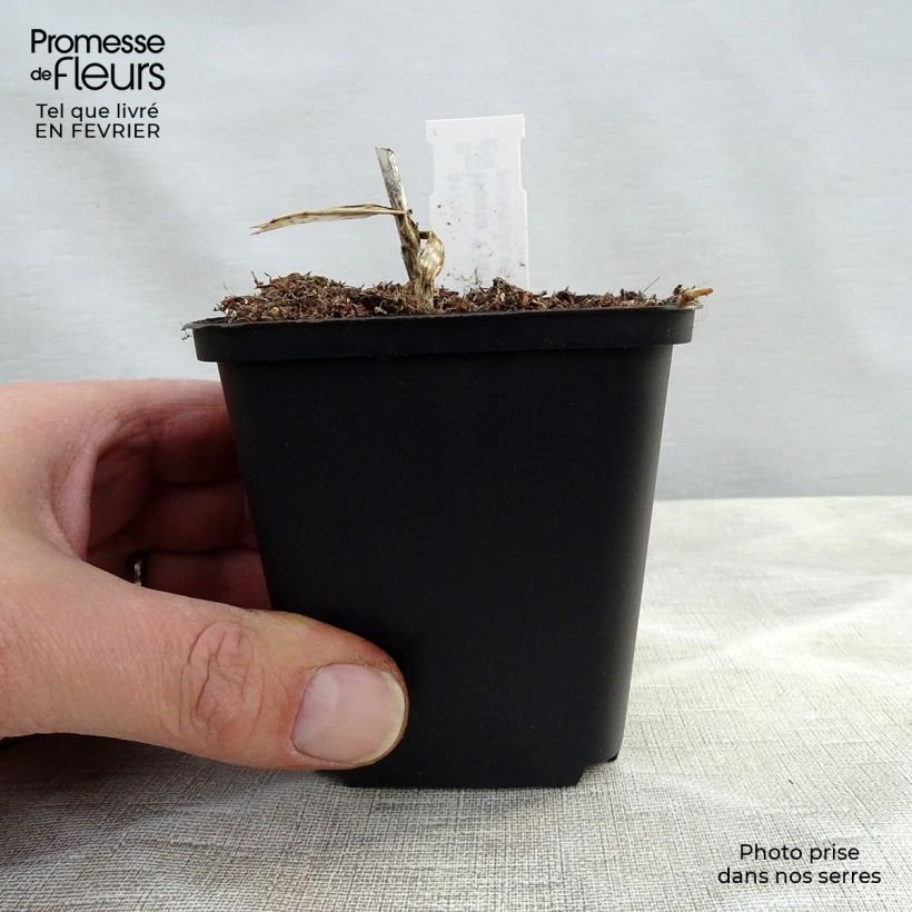 Spécimen de Hosta fortunei Francee Godet de 8/9 cm tel que livré en hiver