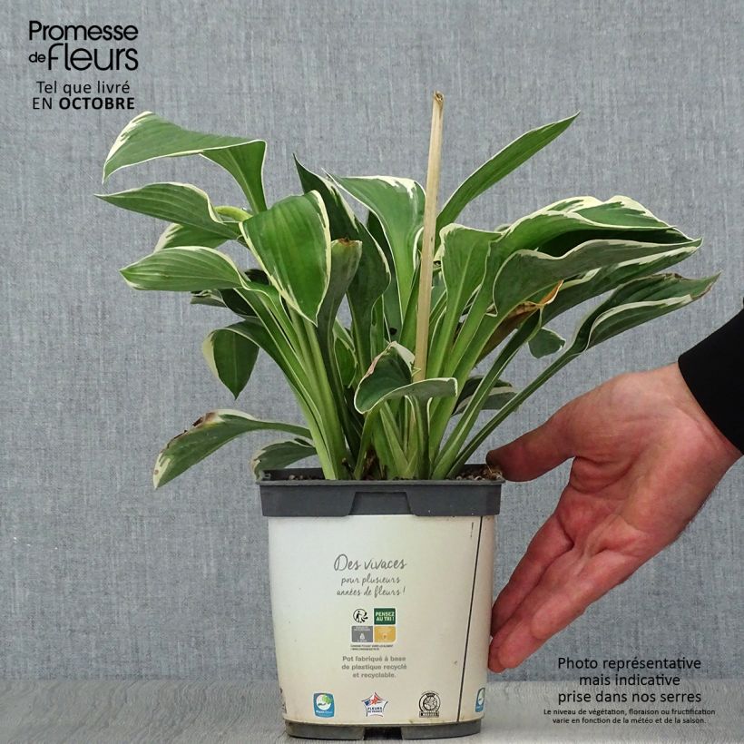 Spécimen de Hosta fortunei Francee Pot de 2L/3L tel que livré en automne