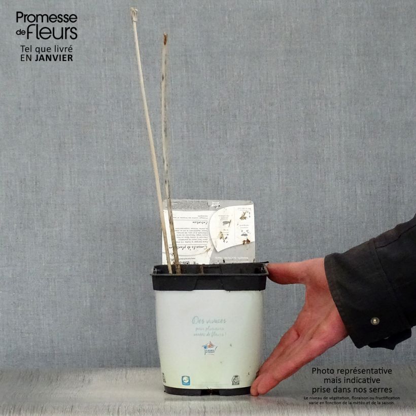 Spécimen de Hosta fortunei Francee Pot de 2L/3L tel que livré en hiver