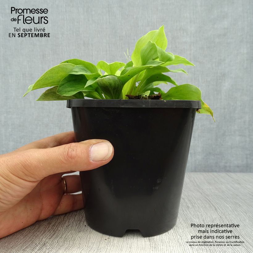 Spécimen de Hosta Golden Needles Pot de 1,5L/2L tel que livré en automne