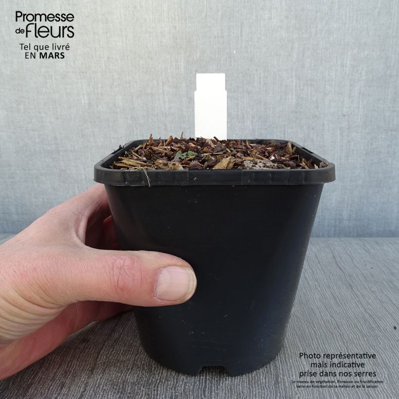 Spécimen de Hosta Golden Needles Pot de 1,5L/2L tel que livré en hiver