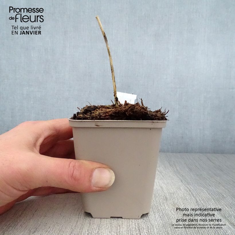 Spécimen de Hosta Grand Marquee Godet de 8/9 cm tel que livré en hiver