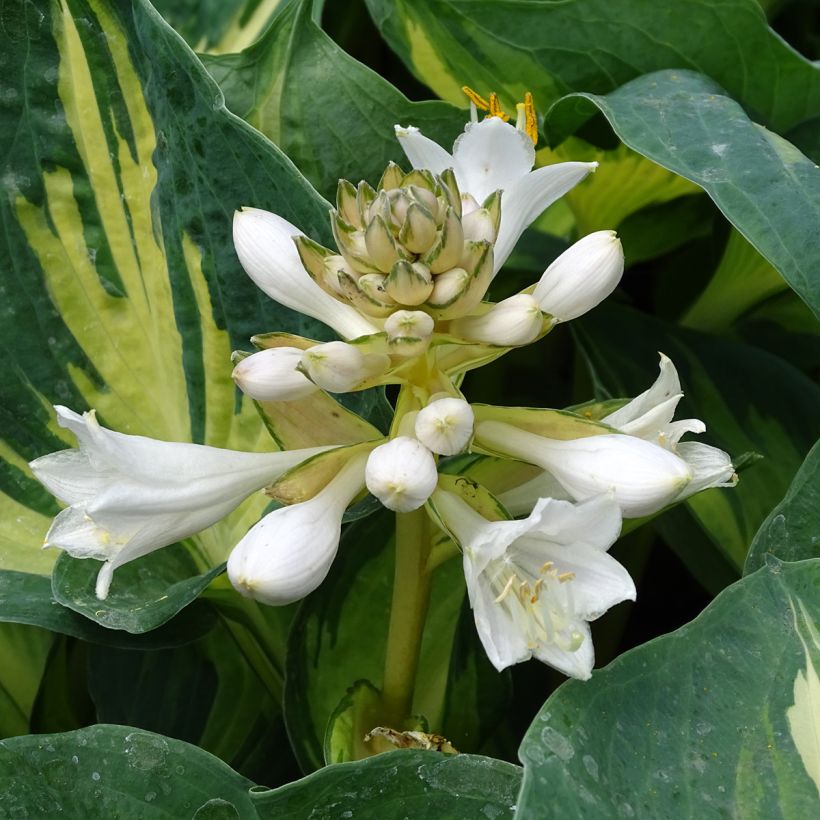 Hosta Great Expectations (Floraison)