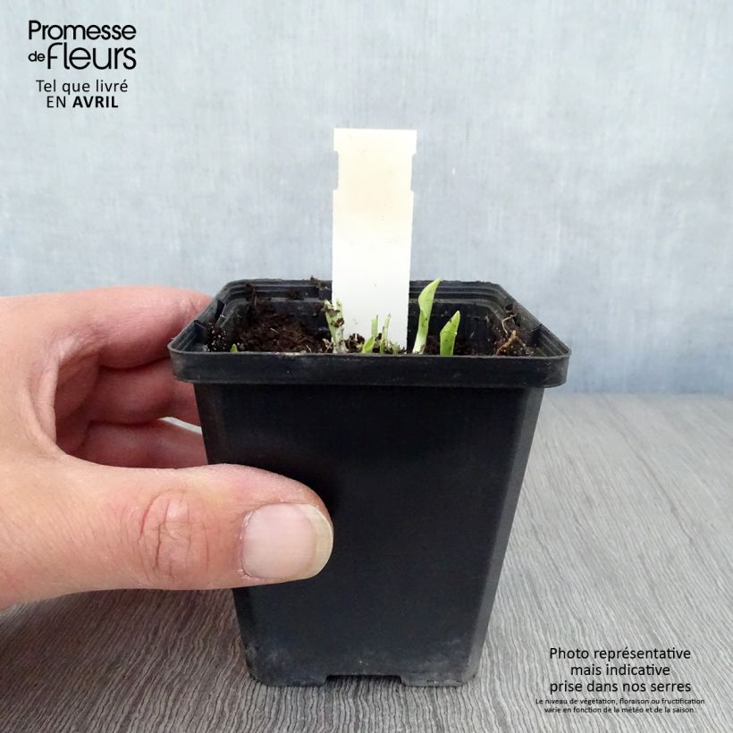 Spécimen de Hosta Ground Master Godet de 8/9 cm tel que livré au printemps