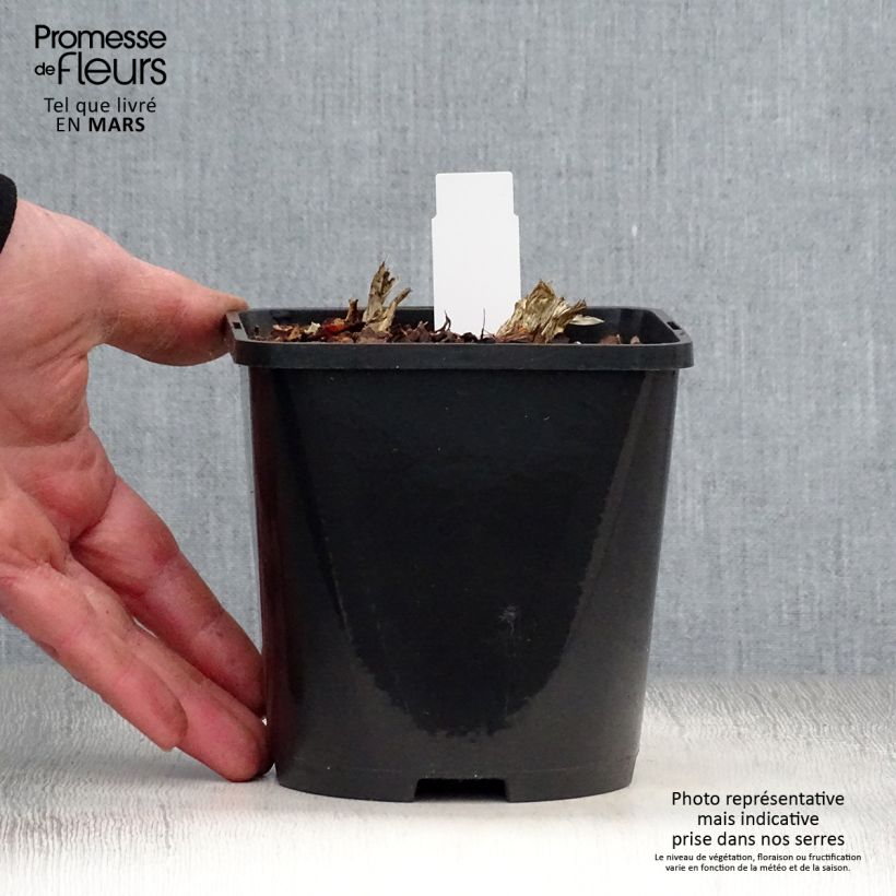 Spécimen de Hosta Guacamole Pot de 1,5L/2L tel que livré au printemps