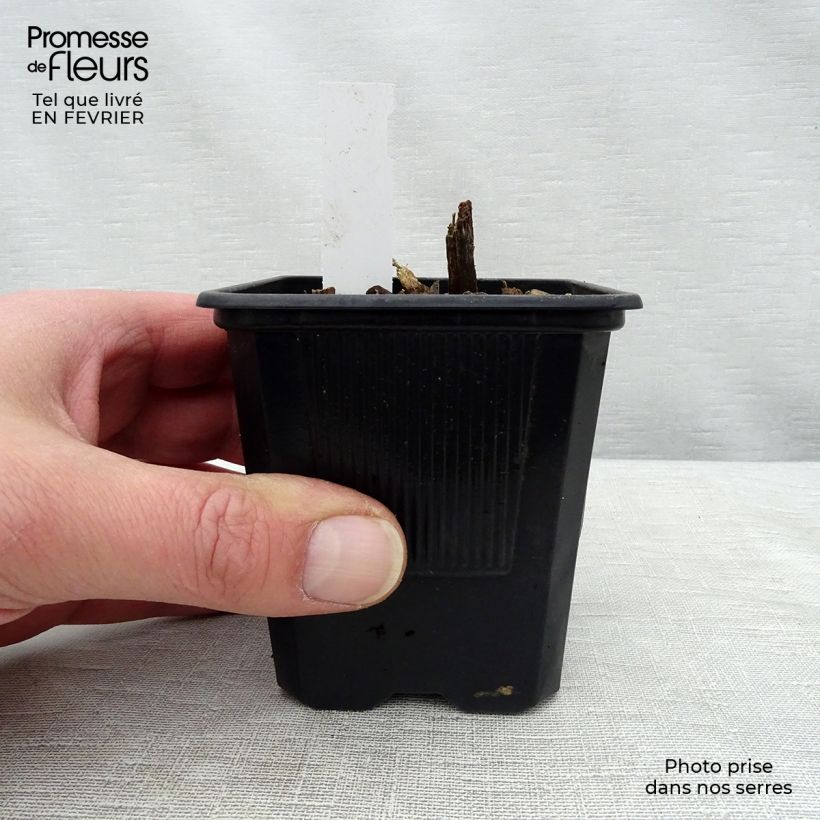 Spécimen de Hosta tardiana Halcyon - Hosta bleu Godet de 8/9 cm tel que livré en hiver