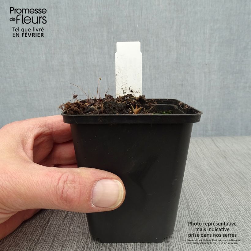 Spécimen de Hosta Harry Van Trier Godet de 8/9 cm tel que livré en hiver