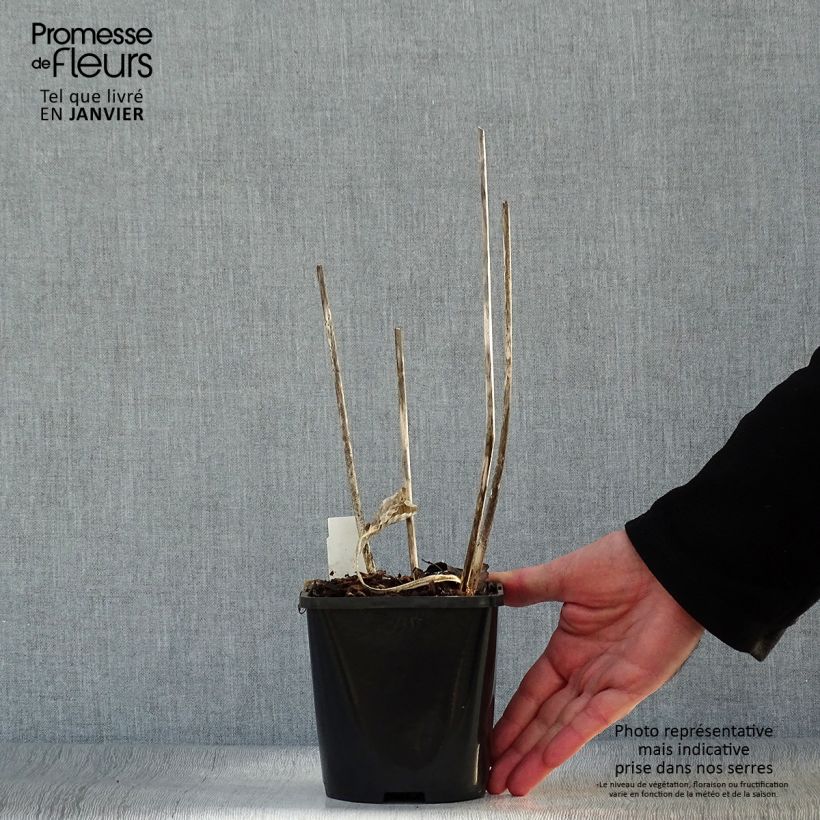 Spécimen de Hosta Harry Van Trier Pot de 1,5L/2L tel que livré en hiver