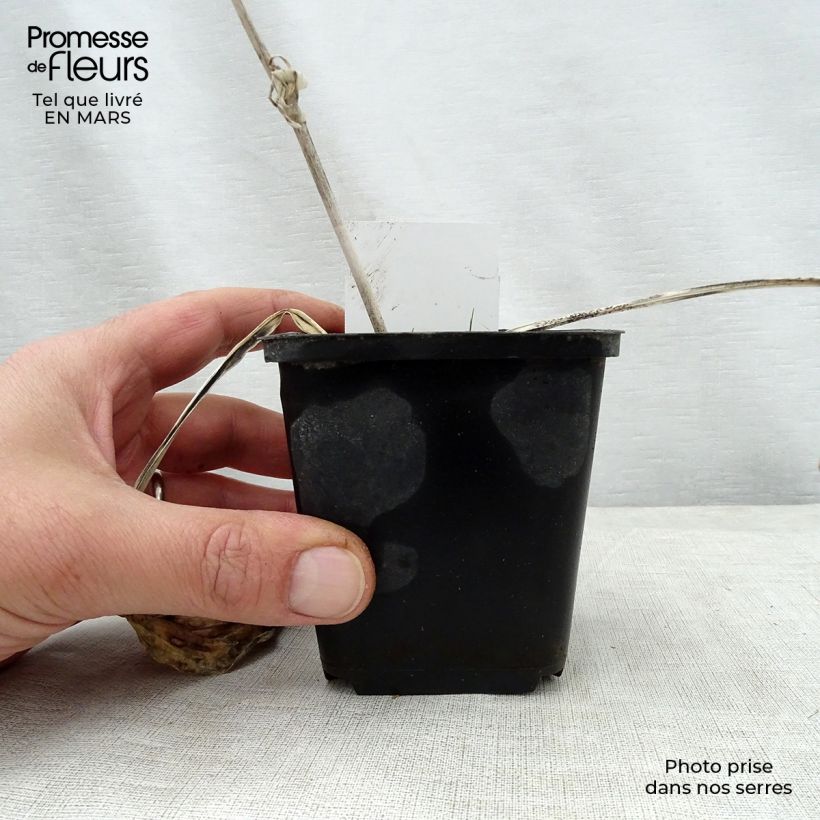 Spécimen de Hosta Herifu Godet de 8/9 cm tel que livré au printemps