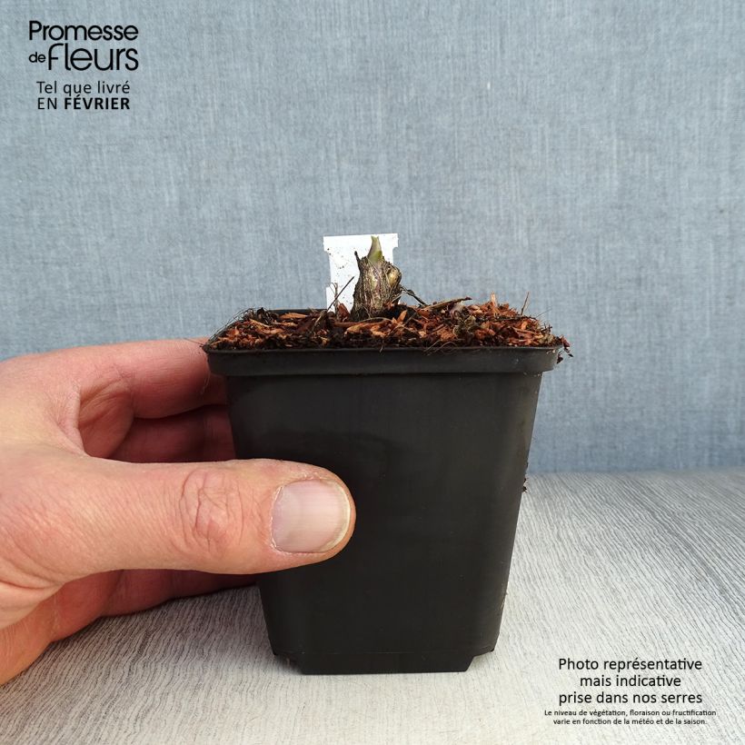 Spécimen de Hosta Honeybells Godet de 8/9 cm tel que livré en hiver