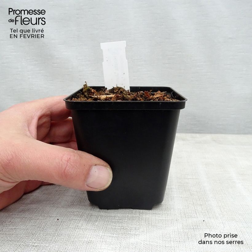 Spécimen de Hosta June Fever Godet de 8/9 cm tel que livré en hiver