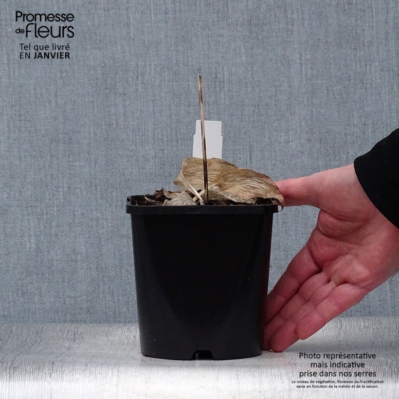 Spécimen de Hosta June Fever Pot de 1,5L/2L tel que livré en hiver