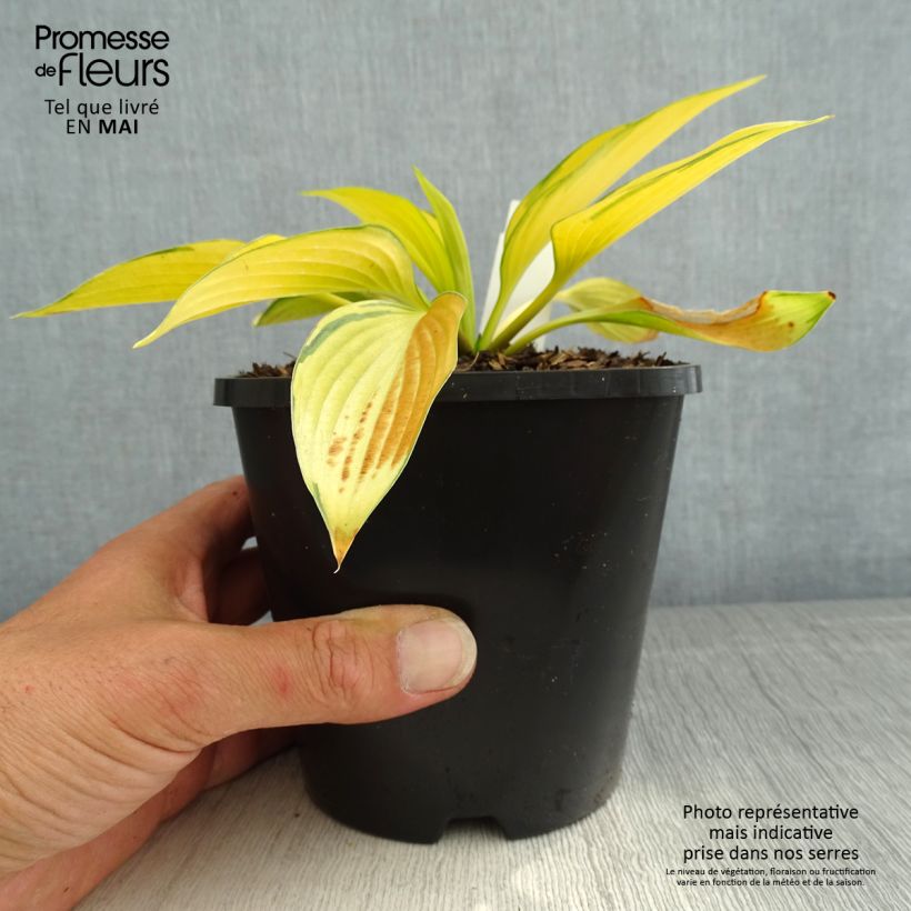 Spécimen de Hosta June Fever Pot de 1,5L/2L tel que livré au printemps