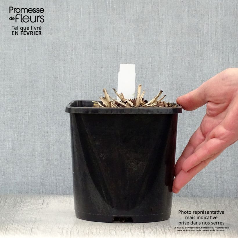 Spécimen de Hosta June Pot de 1,5L/2L tel que livré en hiver