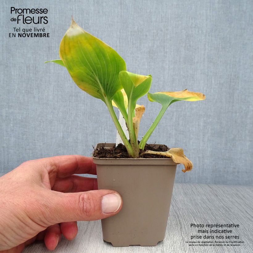Spécimen de Hosta Jurassic Park - Hosta géant Godet de 8/9 cm tel que livré en automne