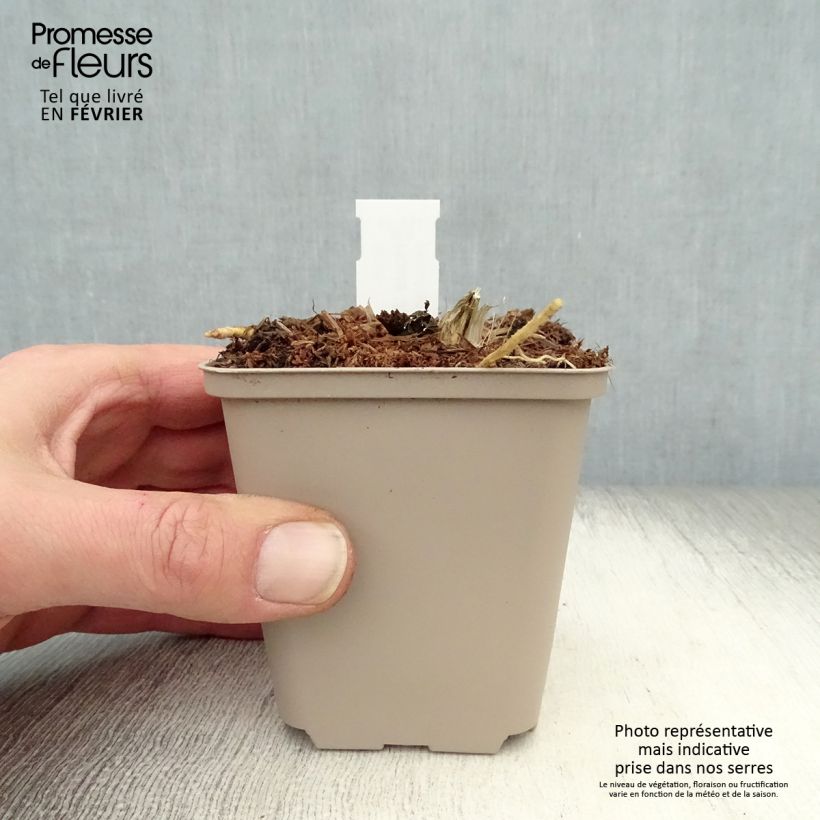 Spécimen de Hosta Jurassic Park - Hosta géant Godet de 8/9 cm tel que livré en hiver