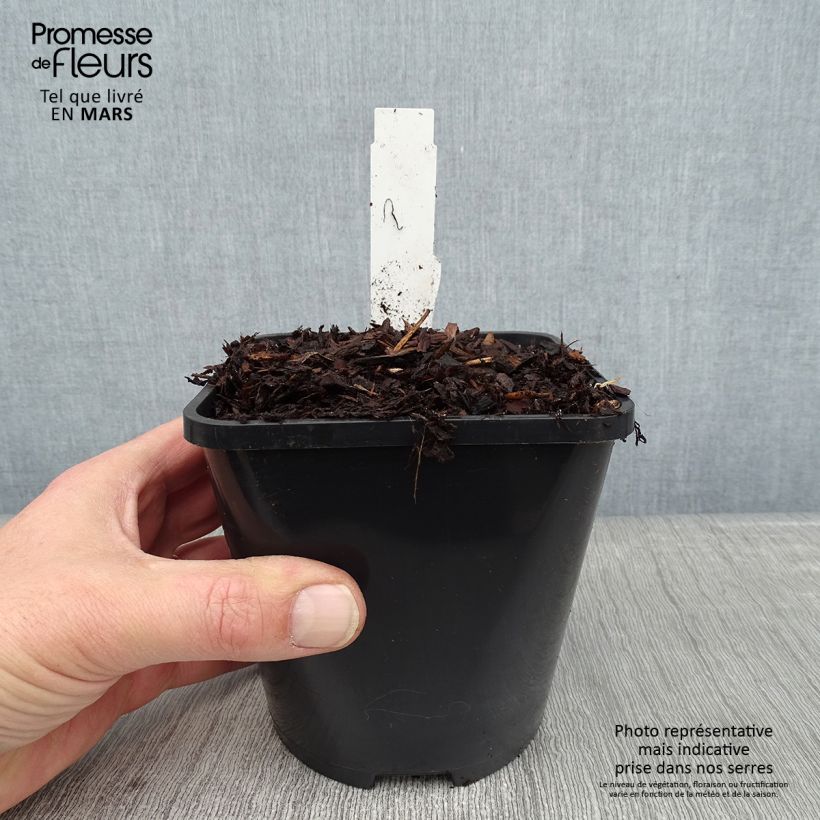 Spécimen de Hosta Jurassic Park - Hosta géant Pot de 1,5L/2L tel que livré en hiver