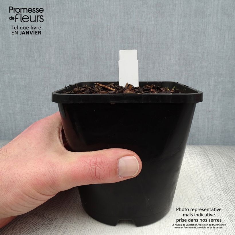 Spécimen de Hosta Justine Pot de 1,5L/2L tel que livré en hiver