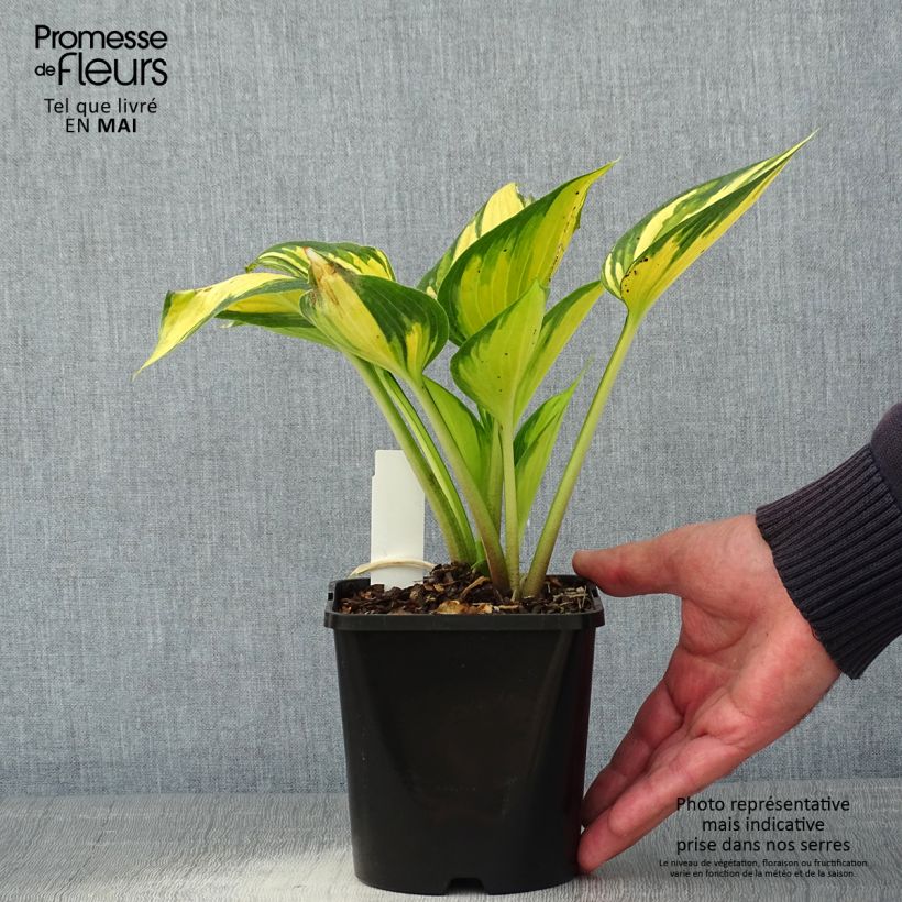 Spécimen de Hosta Justine Pot de 1,5L/2L tel que livré au printemps