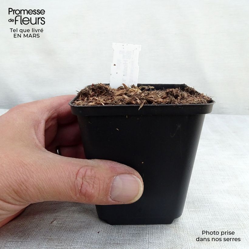 Spécimen de Hosta Krossa Regal Godet de 8/9 cm tel que livré en hiver