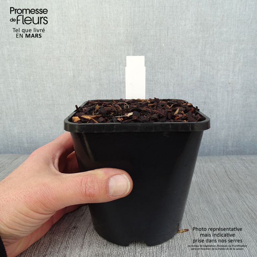 Spécimen de Hosta Lady in Red Pot de 1,5L/2L tel que livré en hiver