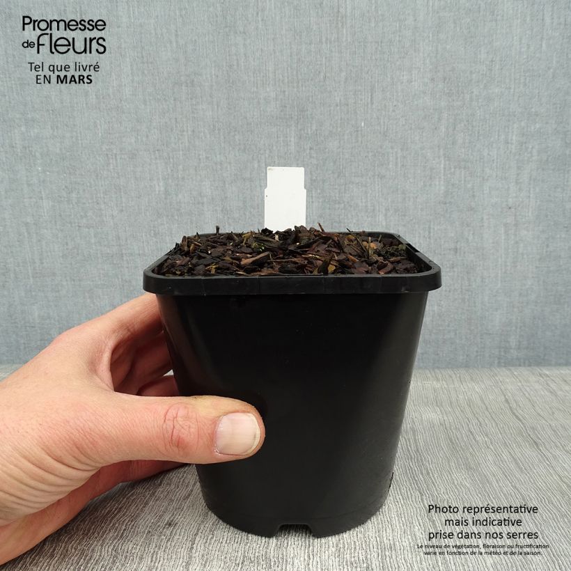 Spécimen de Hosta Lakeside Paisley Print Pot de 1,5L/2L tel que livré en hiver