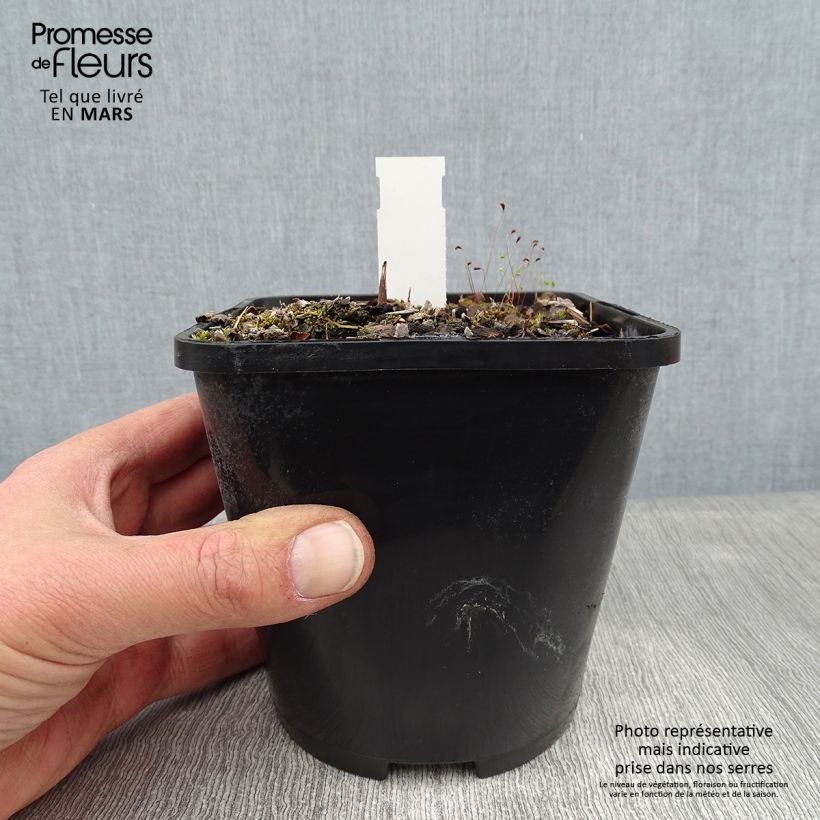 Spécimen de Hosta Lakeside Prophecy Fulfilled Pot de 1,5L/2L tel que livré en hiver