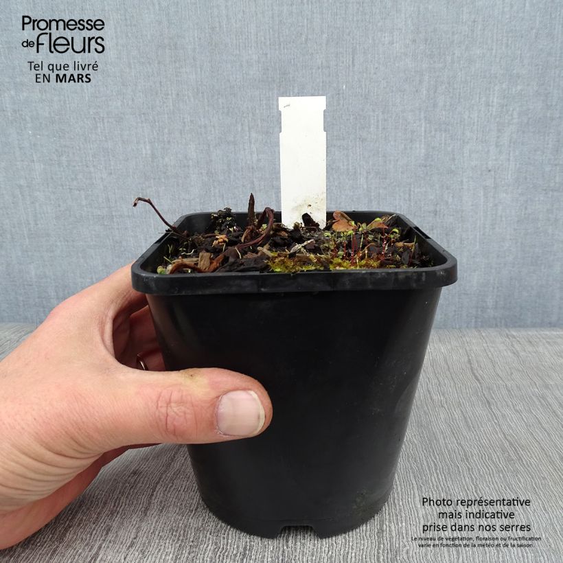Spécimen de Hosta Let's Twist Again Pot de 1,5L/2L tel que livré en hiver