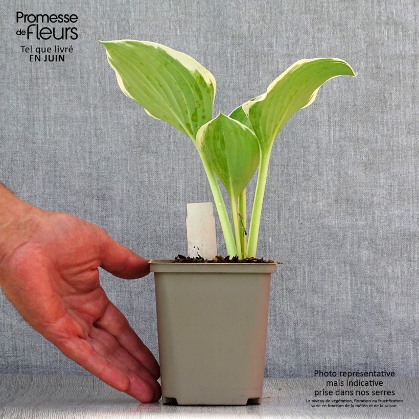 Spécimen de Hosta Liberty Godet de 8/9 cm tel que livré en été