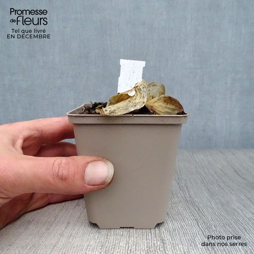 Spécimen de Hosta Liberty Godet de 8/9 cm tel que livré en hiver