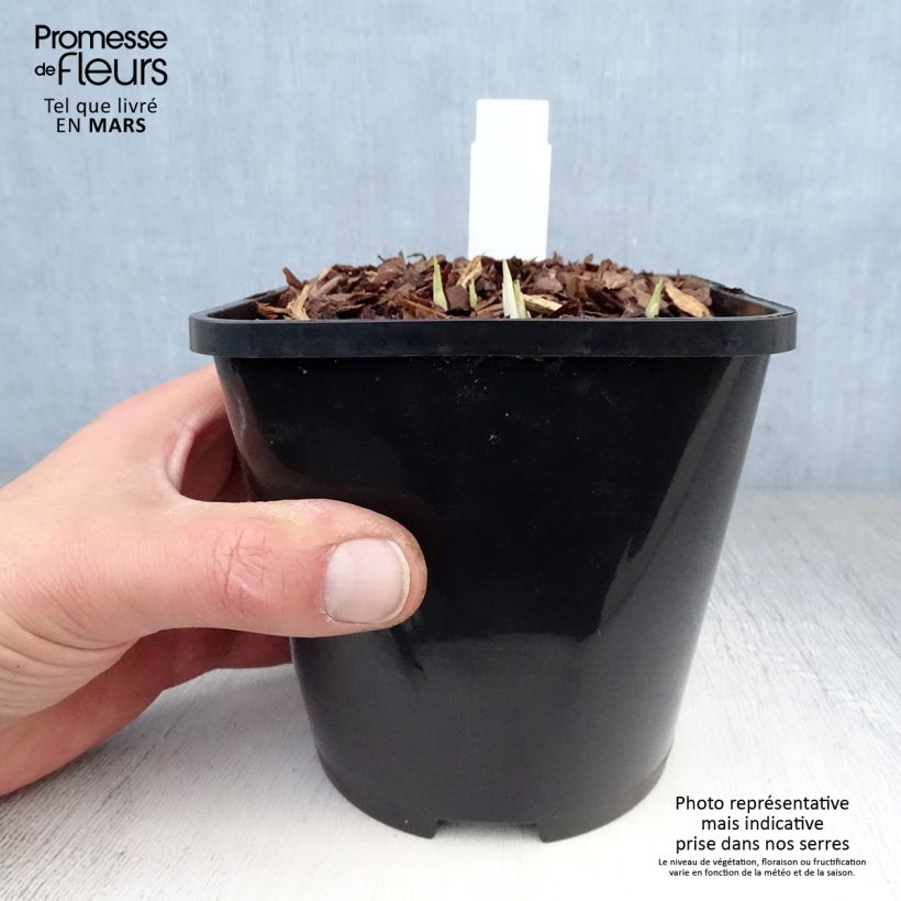 Spécimen de Hosta Little Devil Pot de 1,5L/2L tel que livré au printemps