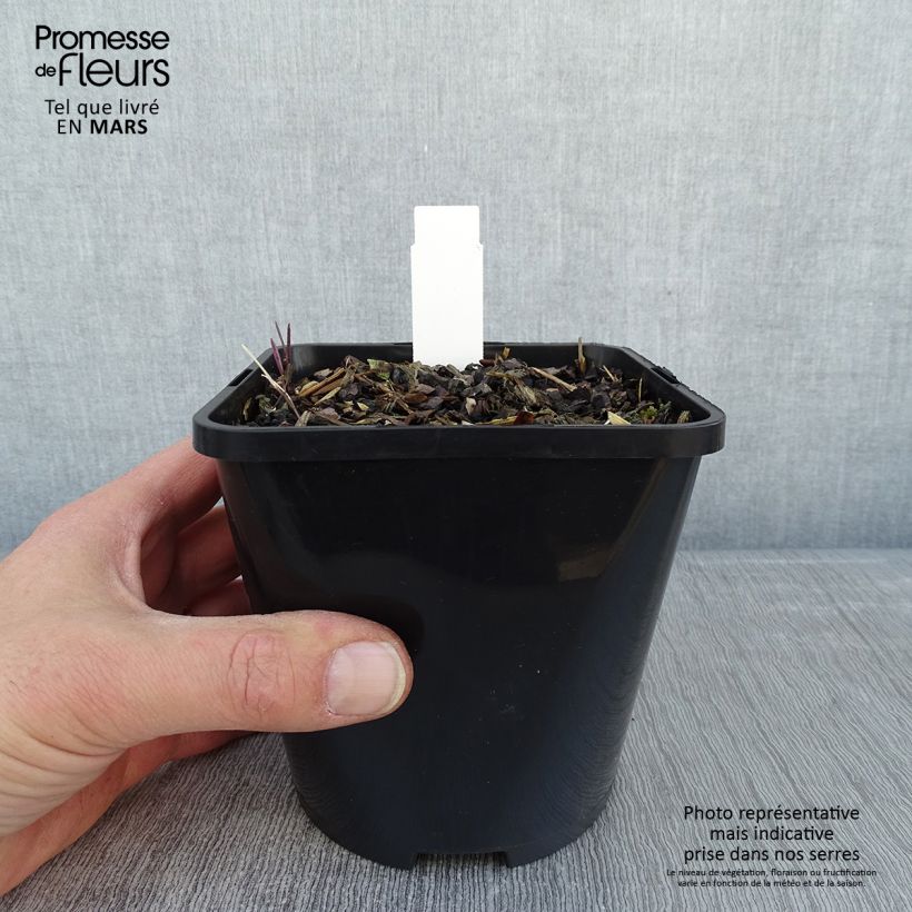 Spécimen de Hosta Little Devil Pot de 1,5L/2L tel que livré en hiver