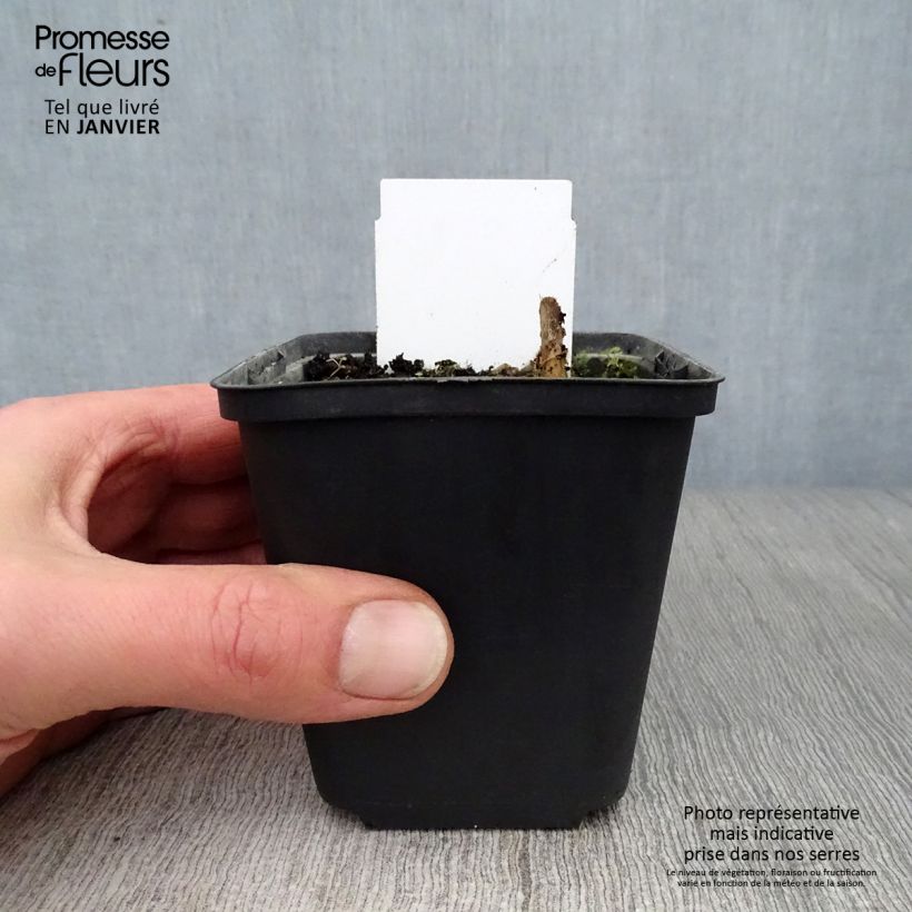 Spécimen de Hosta Love Pat Godet de 8/9 cm tel que livré en hiver