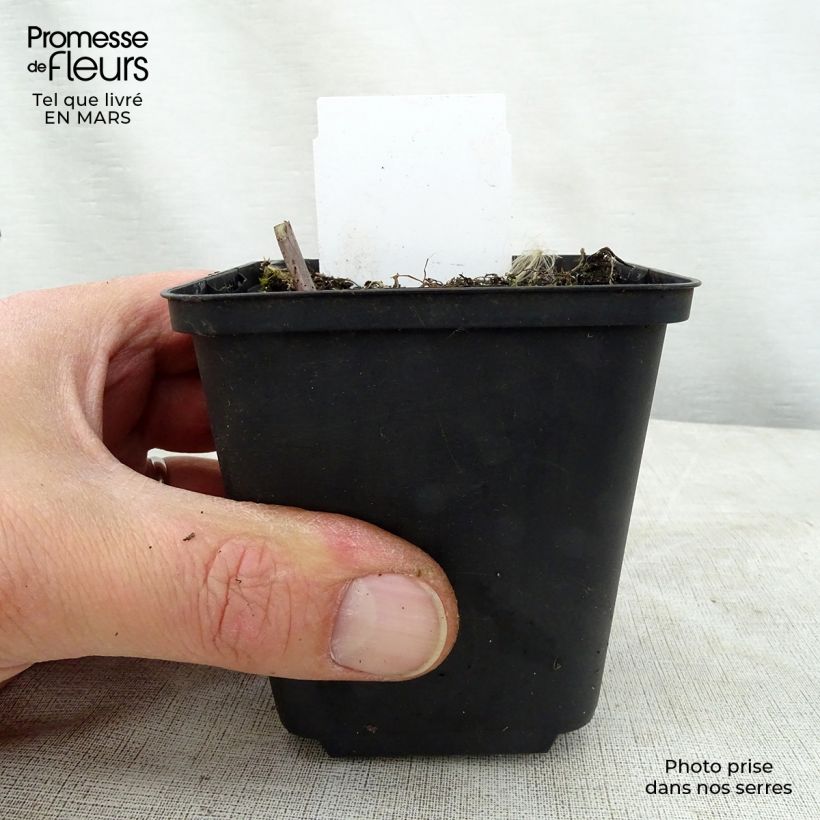 Spécimen de Hosta Love Pat Godet de 8/9 cm tel que livré au printemps