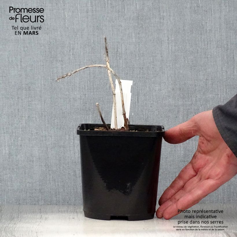 Spécimen de Hosta Marilyn Monroe Pot de 1,5L/2L tel que livré au printemps