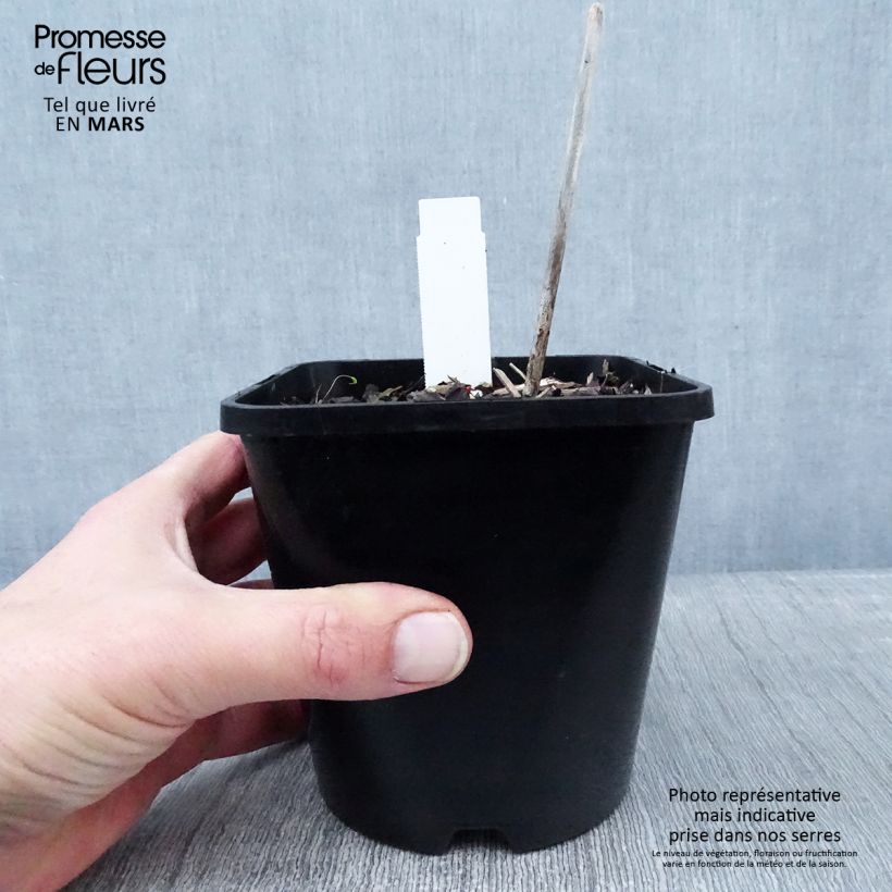 Spécimen de Hosta Midnight at the Oasis Pot de 1,5L/2L tel que livré en hiver