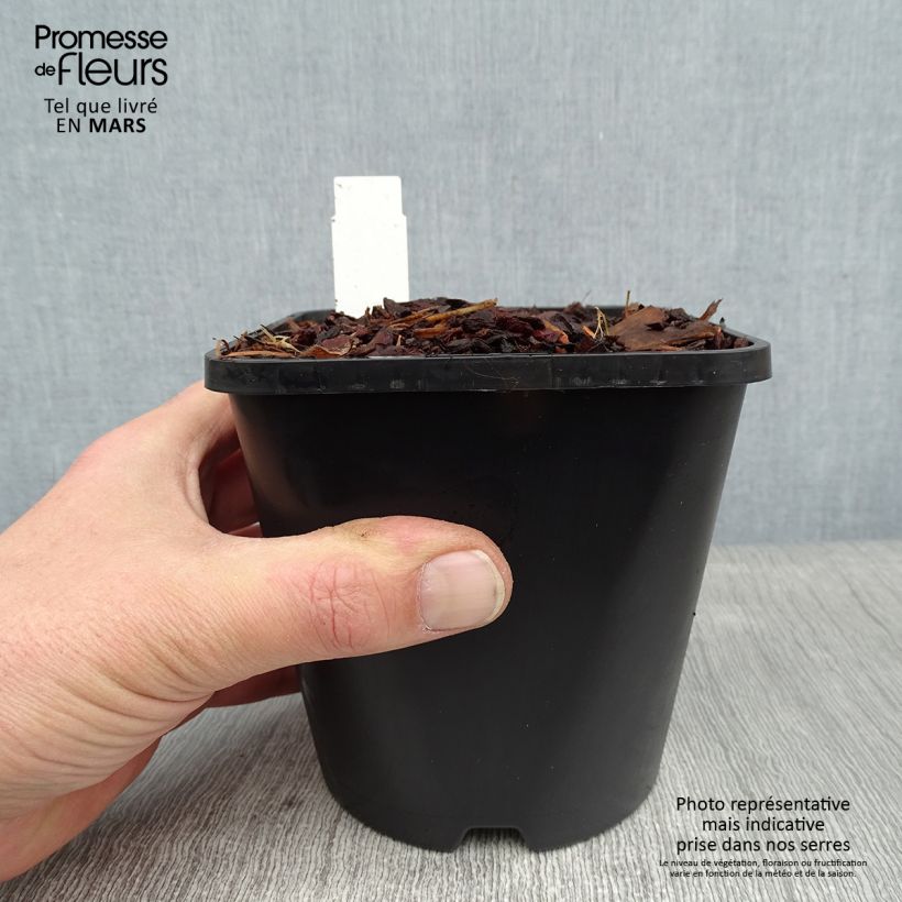 Spécimen de Hosta Mighty Mouse Pot de 1,5L/2L tel que livré en hiver