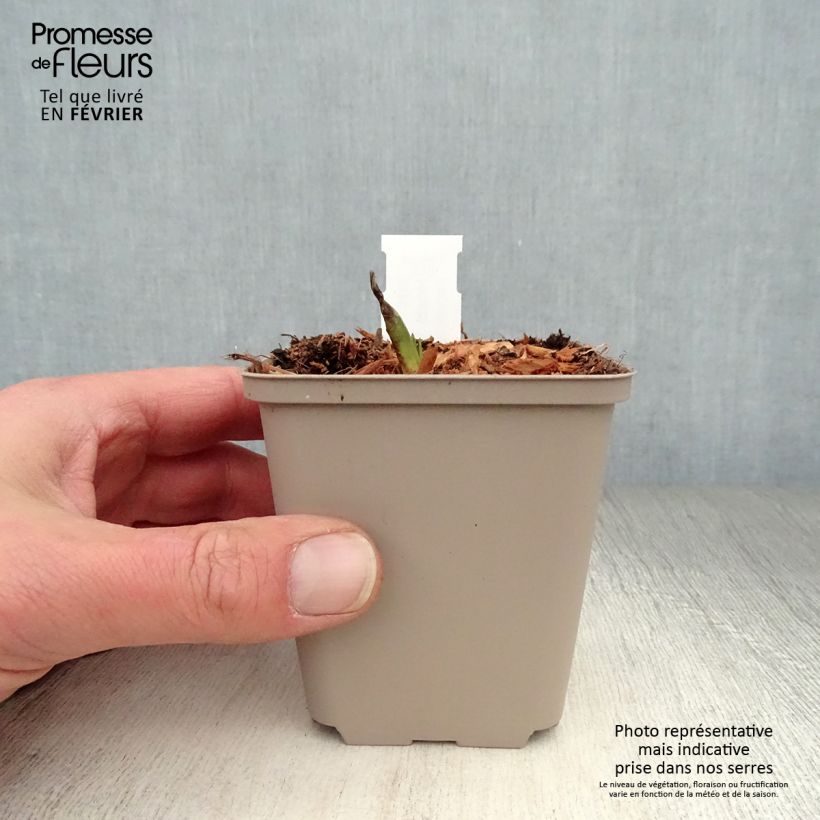 Spécimen de Hosta Minuteman Godet de 8/9 cm tel que livré en hiver