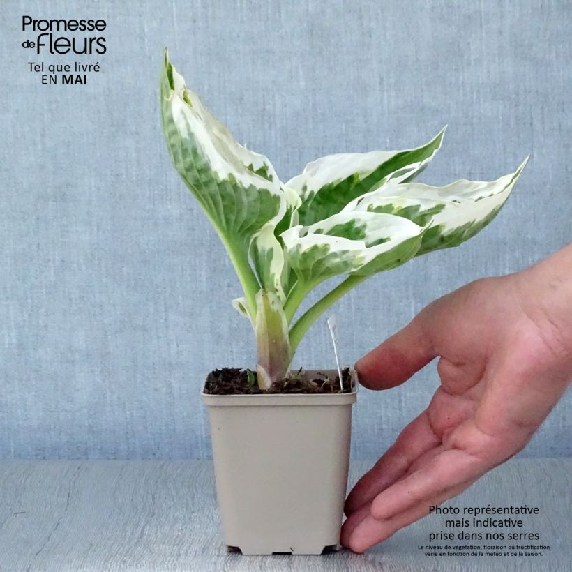 Spécimen de Hosta Minuteman Godet de 8/9 cm tel que livré au printemps